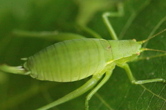 Isophya camptoxypha