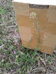 Capsella bursa-pastoris