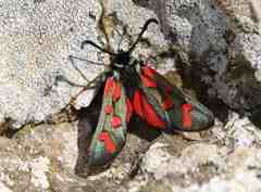 Zygaena oxytropis