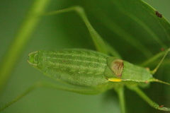 Isophya camptoxypha