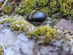 Coelometopus clypeatus