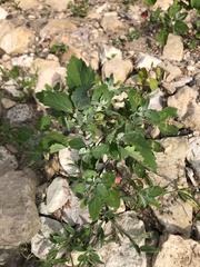 Chenopodium album