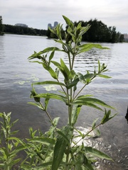 Epilobium hirsutum