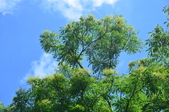 Meliosma rhoifolia