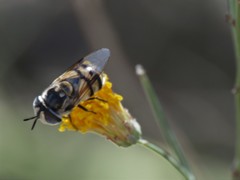 Copestylum fornax