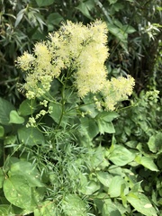 Thalictrum lucidum