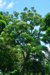 Meliosma rhoifolia