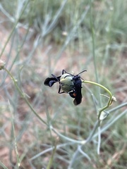 Stizoides renicinctus