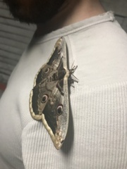 Saturnia pyri