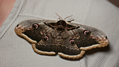 Saturnia pyri