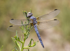 Libellula composita