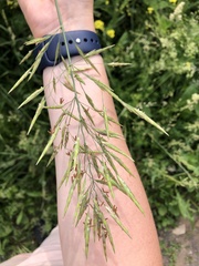Bromus inermis