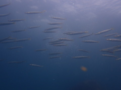 Sphyraena flavicauda