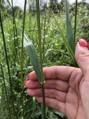 Bromus inermis
