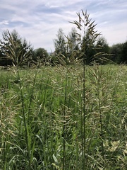 Bromus inermis