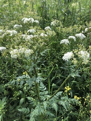 Anthriscus sylvestris