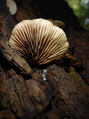 Crepidotus mollis image