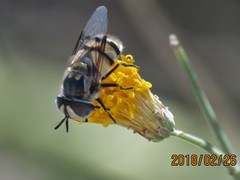 Copestylum fornax