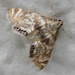 Petrophila canadensis - Photo 由 Joe Bartok 所上傳的 (c) Joe Bartok，保留部份權利CC BY-NC
