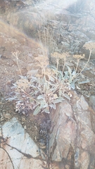 Eriogonum compositum compositum