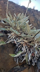 Eriogonum compositum compositum
