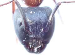 Camponotus dumetorum