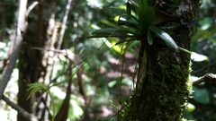 Angraecum rhynchoglossum image