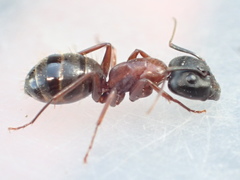 Camponotus dumetorum