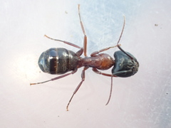 Camponotus dumetorum
