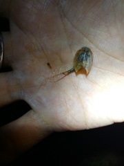 Triops longicaudatus
