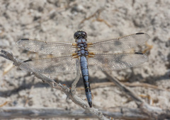 Libellula composita
