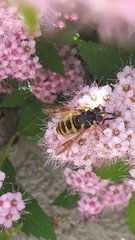 Temnostoma sericomyiaeforme