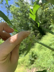 Rumex crispus crispus