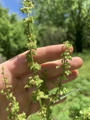Rumex crispus crispus