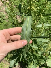 Rumex crispus crispus