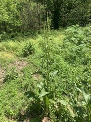 Rumex crispus crispus