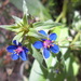 Foemina Pimpernel - Photo (c) berdejo, some rights reserved (CC BY-NC)