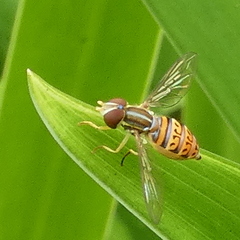 Toxomerus pulchellus