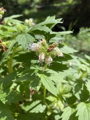 Hydrophyllum fendleri