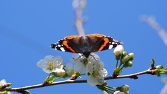 Vanessa atalanta