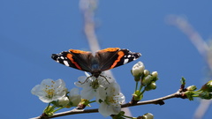 Vanessa atalanta
