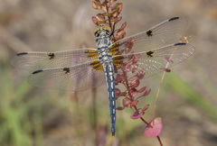 Libellula composita