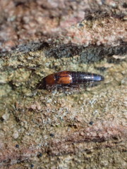 Tachyporinae