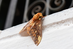 Citheronia