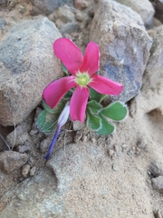 Oxalis melanosticta
