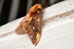 Citheronia