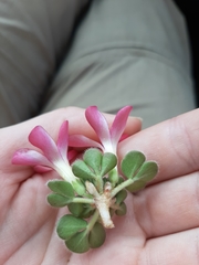 Oxalis melanosticta