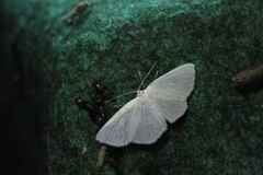 Scopula caricaria
