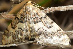 Idaea figuraria