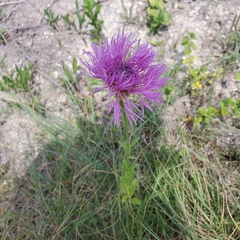 Plectocephalus americanus
